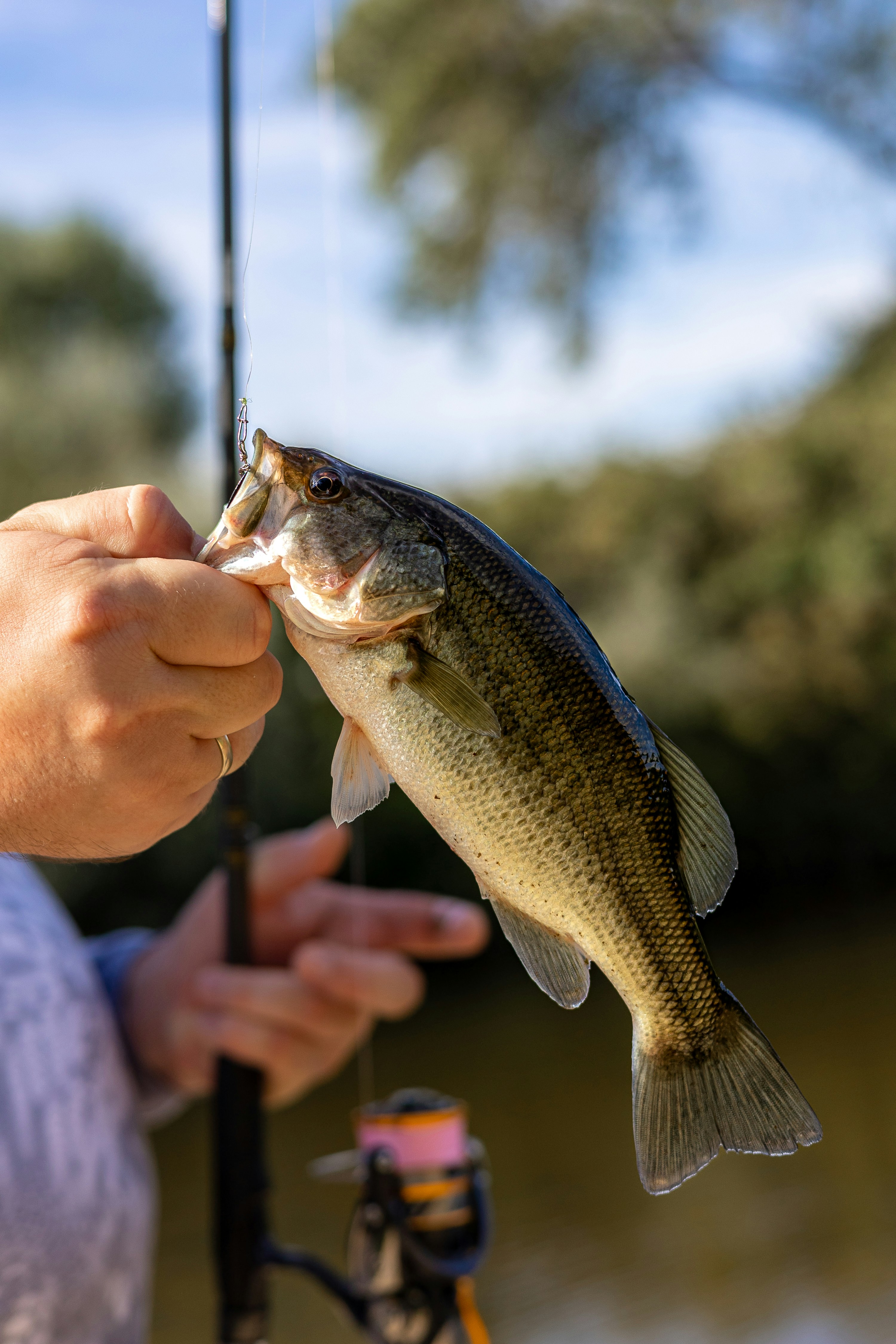 Catch & Release